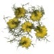 Kwiaty suszone do zatopienia w żywicy, wosku żółte