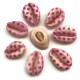 Muszelki kauri naturalne - 20~26x13~18x5~7mm - kropki różowy