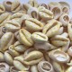 Muszelki kauri naturalne - 20~26x13~18x5~7mm - kropki żółty