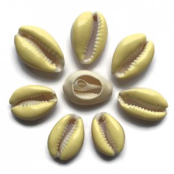 Muszelki kauri naturalne - 20~26x13~18x5~7mm - żółty